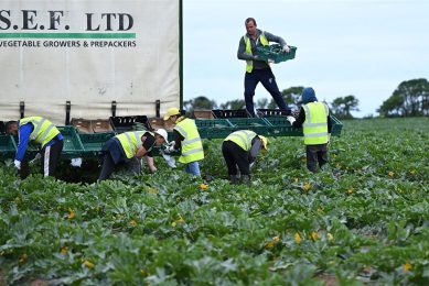 Courgettes worden geoogst op een een akkerbouwbedrijf in in het zuidwesten van Engeland. Veel voedselverspilling zou al bij primaire producenten ontstaan. - Foto: ANP