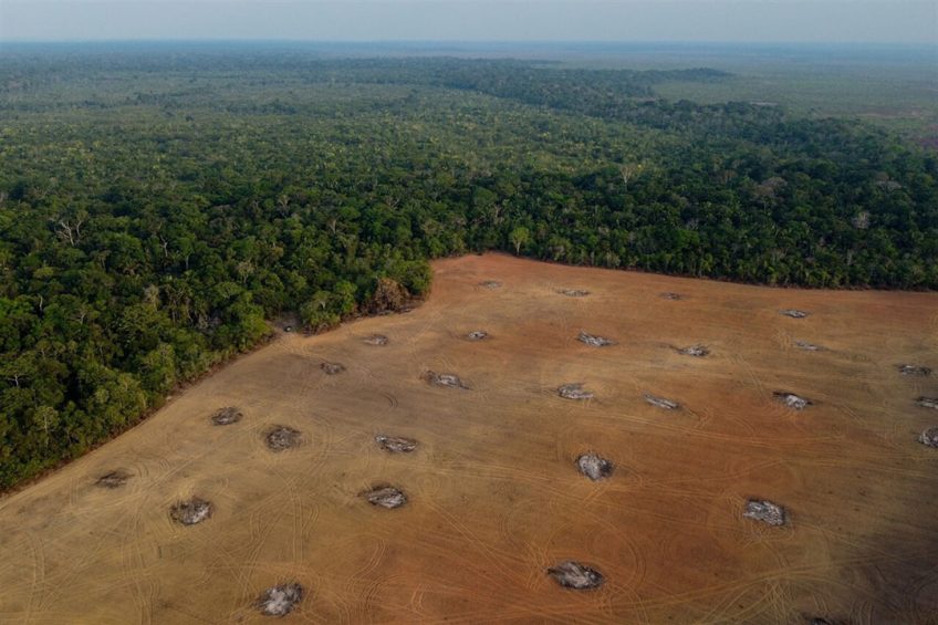 Veertien van de grootste food- en handelsbedrijven in de wereld komen met een stappenplan om ontbossing tegen te gaan.Foto: ANP