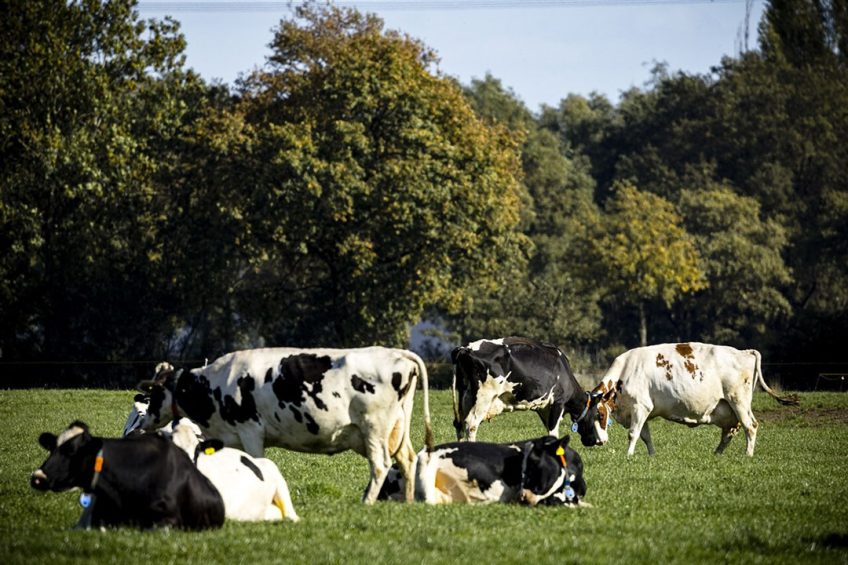 Koeien in een weiland bij een boerderij in Someren, Brabant. Zolang niet duidelijk is of de RAV-lijst nog wel gebruikt kan worden in de vergunningverlening, zitten Brabantse boeren in een spagaat.