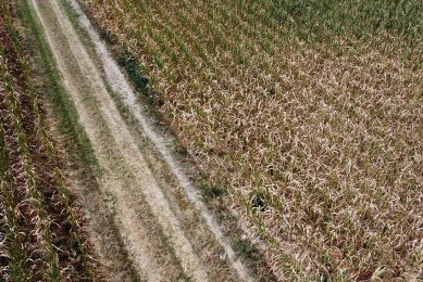 Droogte in Italië zorgde afgelopen zomer voor problemen. Ook nu is het droog tijdens het zaaiseizoen. - Foto: Reuters