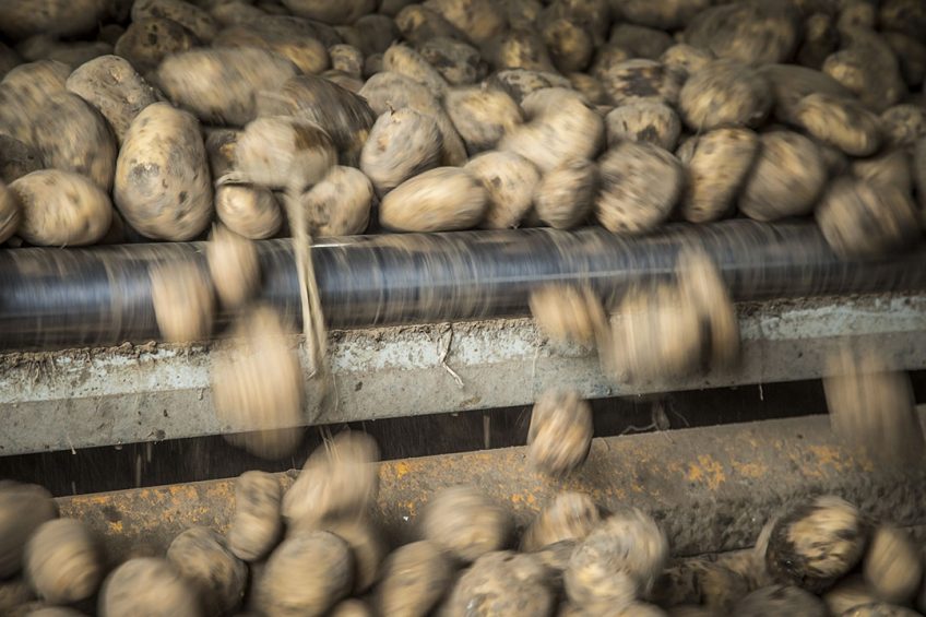 Handelaren kunnen niet veel aardappelen kwijt aan de industrie. Foto: Koos Groenewold
