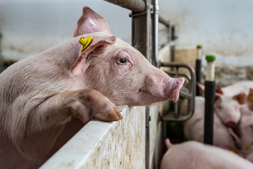 De varkensmarkt toont onveranderde cijfers. Er is hoop op verbetering door een krimpend aanbod en een verwachte stijgende vraag.Foto: Ronald Hissink