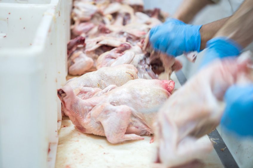 Kippenfabrikant Moy Park heeft uiteindelijk besloten een fabriek in Ashbourne niet volledig te sluiten maar in te krimpen. - Foto: Canva
