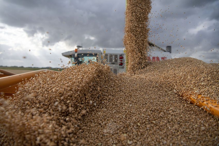De vraag naar Europese tarwe blijft goed. Foto: Mark Pasveer