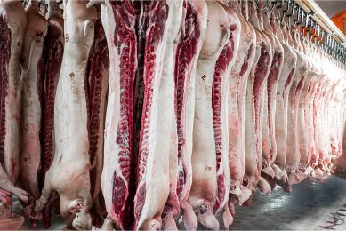 In de EU daalt de productie van varkensvlees naar verwachting met 0,4%, nadat dit jaar al gerekend wordt op een vermindering van 4%. - Foto: Canva