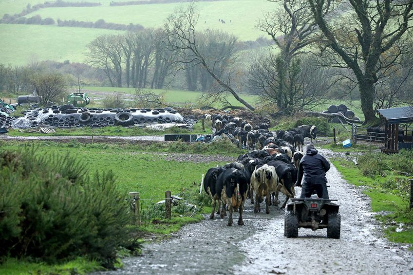 Melkveebedrijf in Ierland