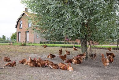 Pluimveehouderij de Bruijckere in Aardenburg (Zeeuws-Vlaanderen). Kippen scharrelen in de uitloop van de stal. -Foto: Peter Roek