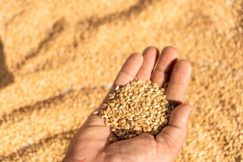 De Marokkanen hebben bijna 1,9 miljoen ton tarwe gekocht. Daarmee hebben zij een aandeel van 13,4% in de totale tarweverkoop van EU-lidstaten aan derde landen. Foto: Canva