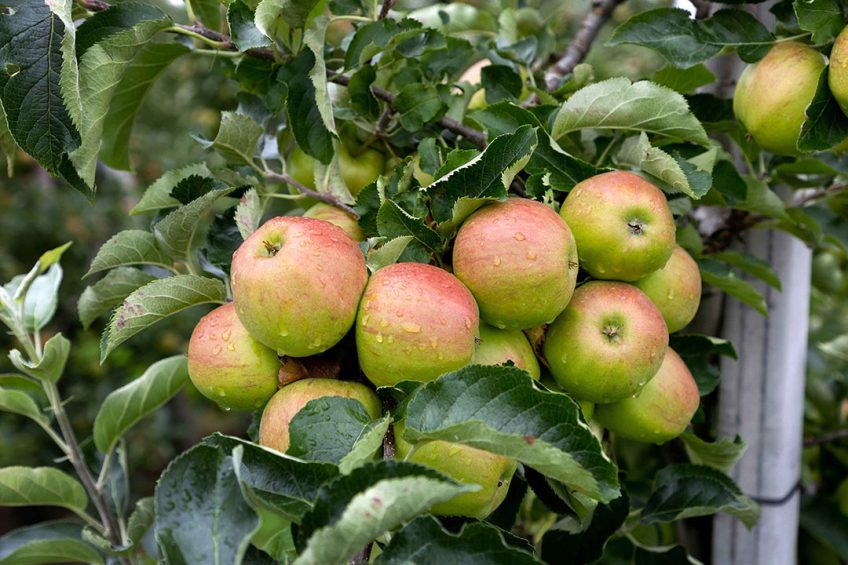 Veel Belgische appeltelers draaien verlies. Ze rooien massaal appelbomen. - Foto: Herbert Wiggerman