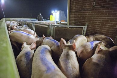 Varkens op transport. Vion verlaagt de varkensnotering met 5 cent op een gevoelig moment in het jaar. - Foto: Hans Banus
