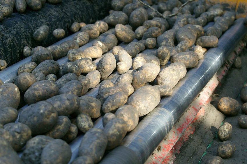 De prijs van Innovator-aardappelen is gestegen naar het hoogste niveau van dit seizoen. - Foto: Ton Kastermans