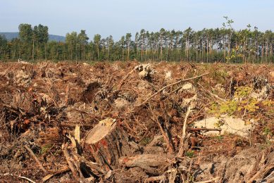 De EU en Nederlandse overheid zijn constant bezig met het vernieuwen en verbeteren van duurzaamheidswetgeving. Denk hierbij aan de aankomende Europese ontbossingswet waarin producten die verbonden zijn aan ontbossing niet op de Europese markt gebracht mogen worden. Foto: Canva