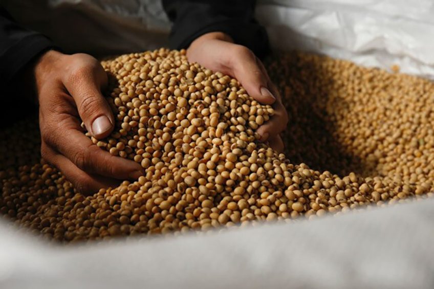 Sinds februari 2022 staat de prijs voor sojabonen relatief hoog. - Foto: Hans Prinsen