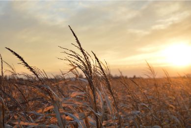 Ongeveer 88% van de in bezette gebieden geplante wintergewassen werd geoogst. Vooral in de frontlinie bleef graan op de velden staan. Foto: Canva
