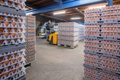 De loonschalen in de eierhandel en eierverwerking gaan komend jaar flink omhoog. Foto: Herbert Wiggerman