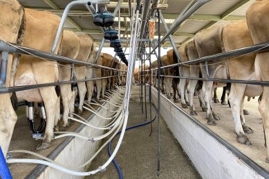 Nieuw-Zeelands melkveebedrijf. - Foto: Robert Bodde