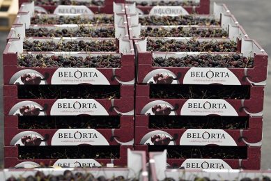 Belorta schrijft met € 507 miljoen een stijging bij van de omzet van 2%. Foto: ANP