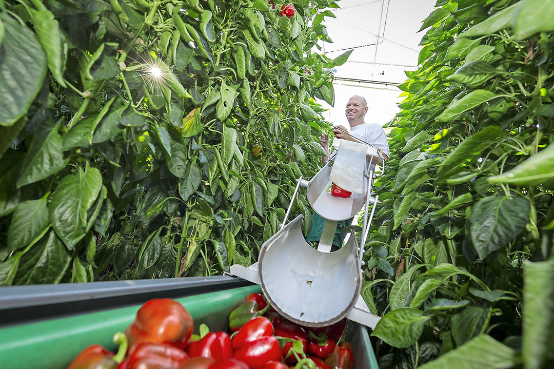 Medewerker Oscar Noordenbos is bezig om de rode paprika's te plukken bij kweker Marcel de Koning cv in Nootdorp. Paprika's zijn gewild in het Verenigd Koninkrijk. - Foto: Jan Kok