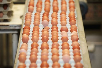 Het prijspeil waarmee de eiermarkt het jaar afsloot is ongekend. Niet eerder was het zo hoog. - Foto: Henk Riswick