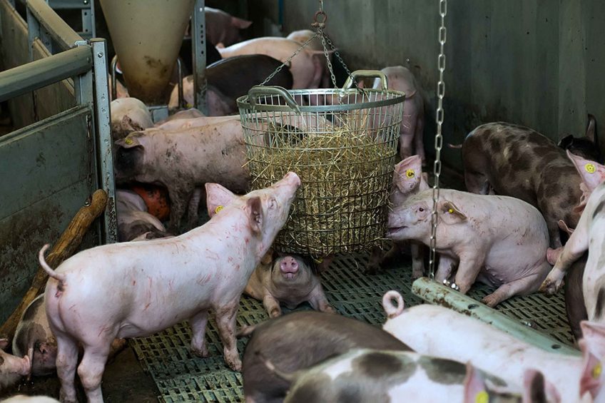 Vion neemt een toeslag voor varkenshouders die deelnemen aan Good Farming Balance met terugwerkende kracht mee in de basisprijs voor vleesvarkens. - Foto: Ronald Hissink