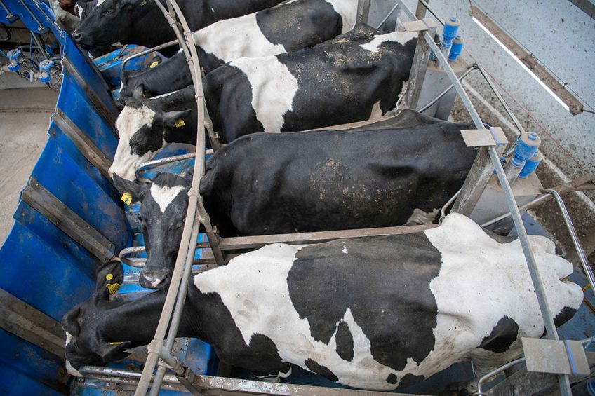 Danone wil minder methaan uitstoten door onder meer samen te werken met melkveehouders die zuivel leveren. - Foto: Mark Pasveer