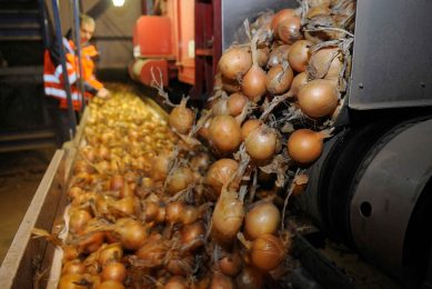 Verwerkers schatten dat zo’n 10.000 ton uien per week beschikbaar zijn tot het einde van dit seizoen. - Foto: Marten Sandburg Fotografie