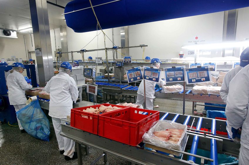 Normaal loopt de vraag naar varkensvlees op na Driekoningen omdat de vleesverwerkende industrie dan weer opstart. - Foto: Bert Jansen