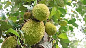 Per jaar levert één boom tussen de 250 en 300 jackfruit-vruchten.