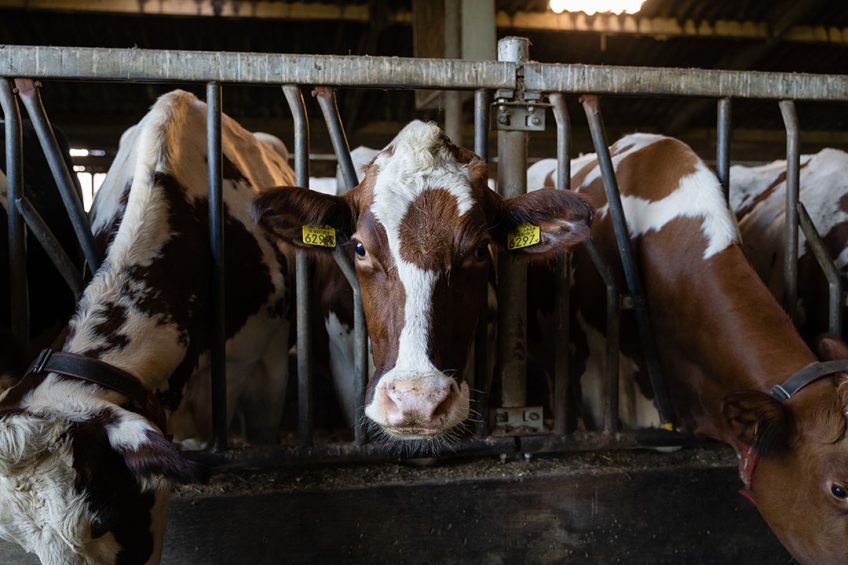 Koeien aan voerhek op archiefbeeld. Het is het 89e geval van BSE in Nederland sinds de eerste vaststelling in 1989. Foto: Andrea van Schaik Fotografie