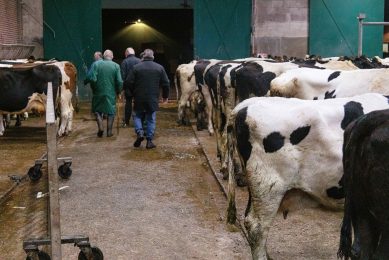 De veemarkt voor slachtkoeien in Bunnik stopt. - Foto: Herbert Wiggerman