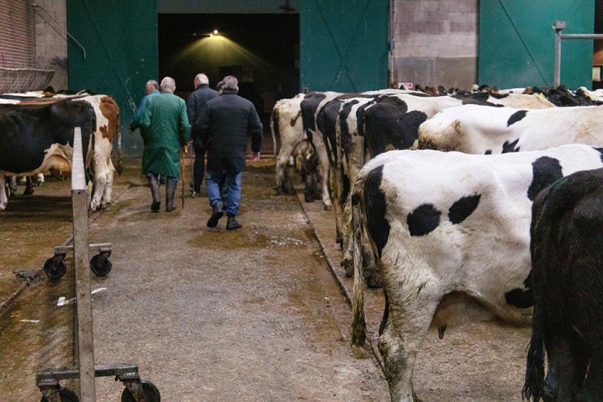 De veemarkt voor slachtkoeien in Bunnik stopt. - Foto: Herbert Wiggerman