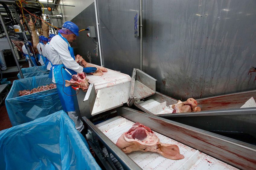 Voor de afzet bijproducten zijn Europese varkensslachterijen aangewezen op China. De vraag naar varkensvlees is daar nog erg lauw. - Foto: Bert Jansen