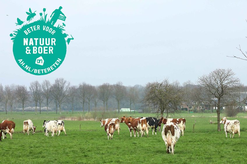 Koeien binnen het AH-programma Beter voor Natuur &Boer moeten gemiddeld 180 dagen naar buiten. Dit was 120 dagen. - Foto: Henk Riswick, Logo: AH