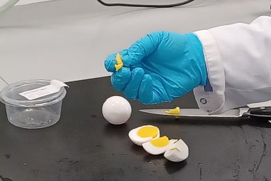 Op het oog niet van een echt kippenei te onderscheiden: een hardgekookt ei gemaakt van aardappeleiwit, in het lab van Avebe in Groningen. - Foto: Johan Oppewal