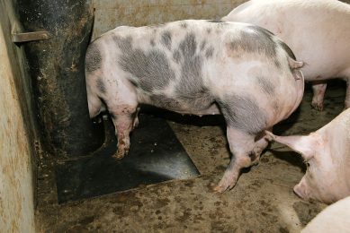 Krimpend aanbod bepaalt de koers van de varkensmarkt de afgelopen weken. Foto: Mark Pasveer