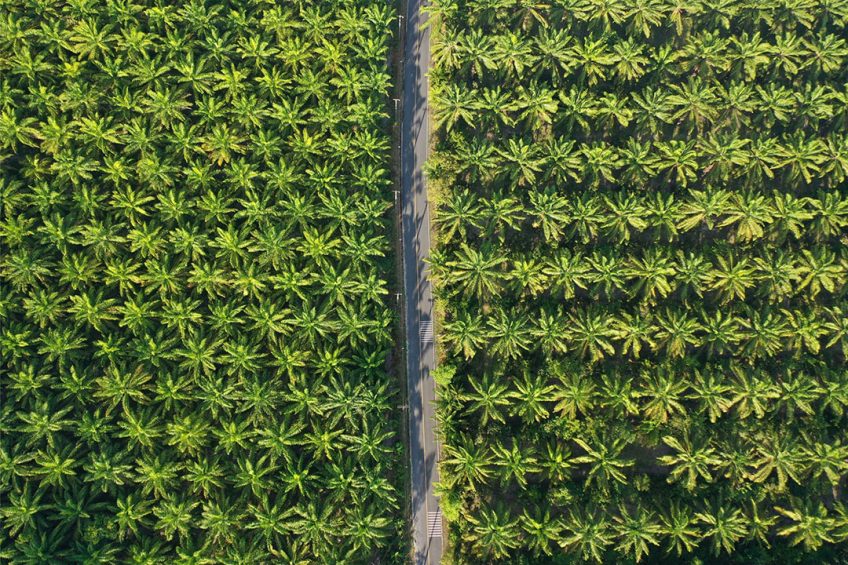 palmolie Indonesië
