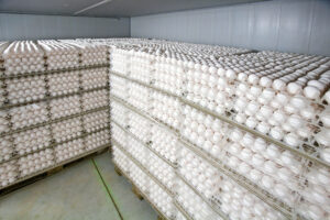 Opslag van eieren van Freiland-kippen. Zelfs vrije-uitloopeieren worden soms afgewaardeerd tot industrie-ei en worden dan verwerkt in voedingsmiddelen. Foto: Koos Groenewold