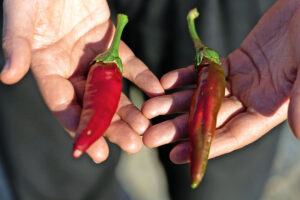 De paprika's van The Good Spice komen uit Hongarije. Foto: The Good Spice